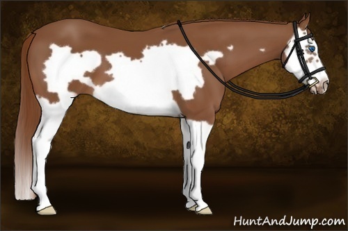 Horse Color:Chestnut Splash Frame
