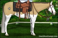 Horse Color:Buckskin Splash 