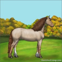 Horse Color:Red Dun Roan 