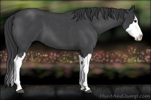 Horse Color:Blue Roan Splash 