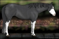 Horse Color:Blue Roan Splash 