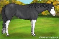 Horse Color:Blue Roan Splash 