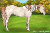 Horse Color:White Spotted Buckskin Pearl 