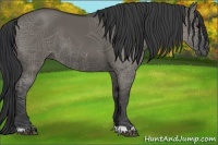 Horse Color:Grullo 