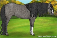 Horse Color:Grullo