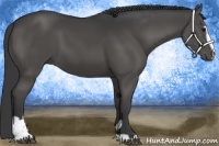 Horse Color:Black Sabino