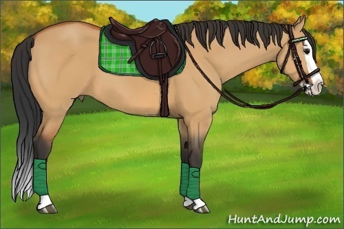 Horse Color:Bay Dun Splash 