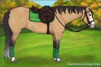 Horse Color:Bay Dun Splash 