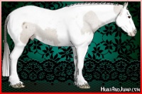 Horse Color:Liver Red Dun Splash Tobiano Varnish 