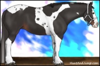 Horse Color:Liver Chestnut Splash Tobiano