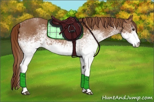 Horse Color:White Spotted Chestnut 