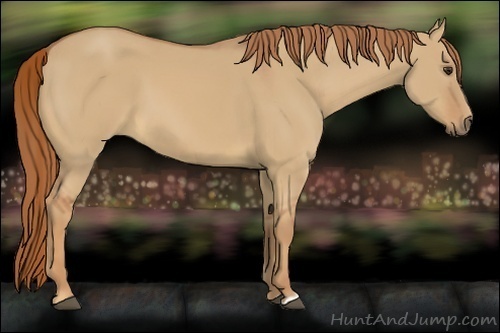 Horse Color:Red Dun 