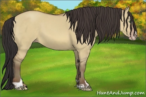 Horse Color:Sable Champagne Dun Sabino 