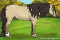 Horse Color:Sable Champagne Dun Sabino