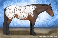 Horse Color:Brown Appaloosa