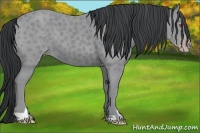 Horse Color:Classic Champagne Chinchilla Sabino 