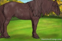 Horse Color:Chocolate Black Chinchilla 