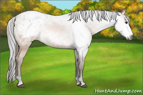 Horse Color:Gray Bay Appaloosa