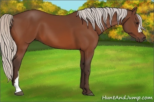 Horse Color:Silver Bay 