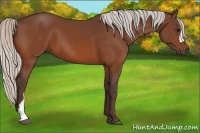Horse Color:Silver Bay 