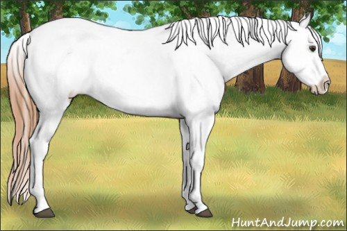 Horse Color:Chestnut Appaloosa 