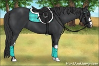 Horse Color:Black and Black