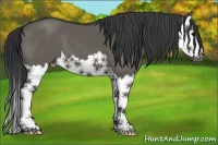 Horse Color:Grullo Splash 