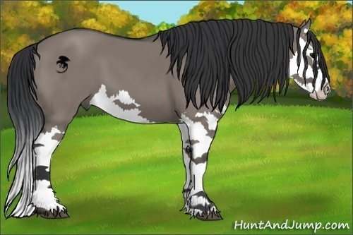 Horse Color:Grullo Splash 