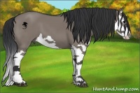 Horse Color:Grullo Splash 