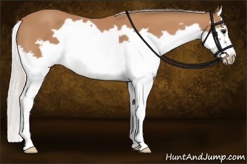 Horse Color:Silver Bay Splash Frame