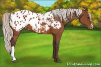 Horse Color:Silver Bay Appaloosa 