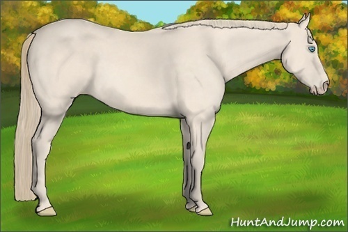 Horse Color:Perlino 