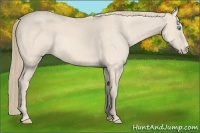 Horse Color:Perlino 