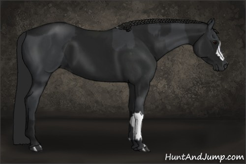 Horse Color:Black  and Gray Black 