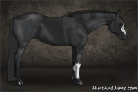 Horse Color:Black  and Gray Black 