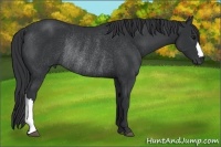 Horse Color:Black Rabicano 