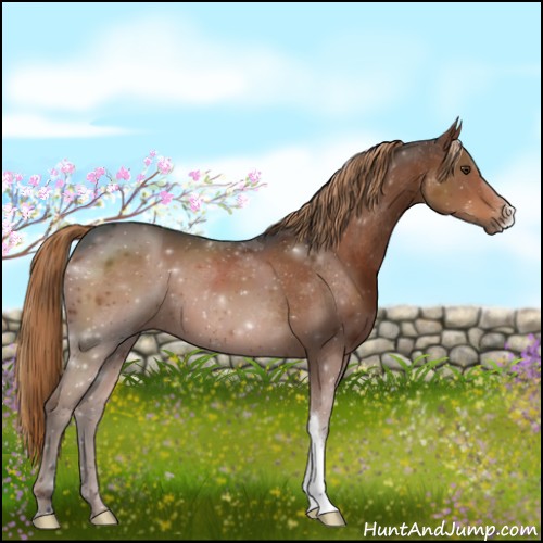 Horse Color:Liver Chestnut 