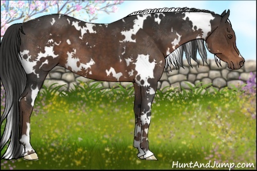 Horse Color:White Spotted Liver Chestnut