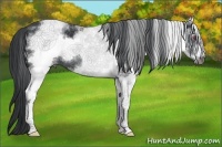 Horse Color:White Spotted Black Chinchilla Frame 