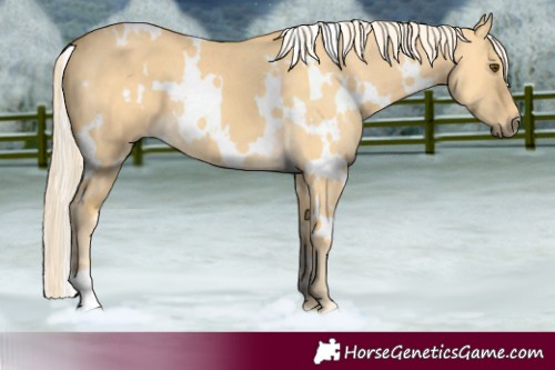 Horse Color:White Spotted Palomino Dun 