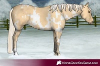Horse Color:White Spotted Palomino Dun 