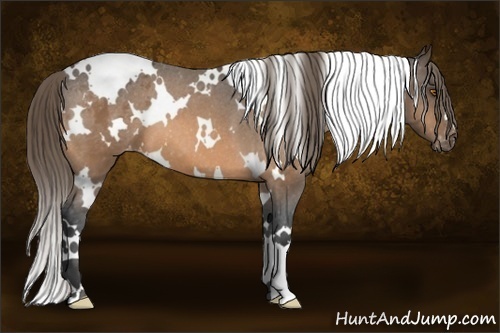 Horse Color:White Spotted Buckskin Varnish