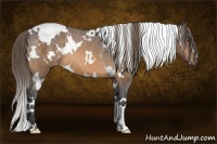 Horse Color:White Spotted Buckskin Varnish 