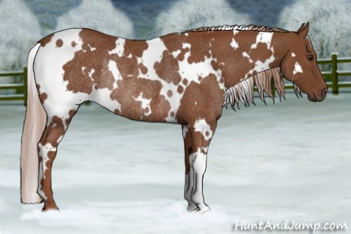 Horse Color:White Spotted Chestnut Rabicano