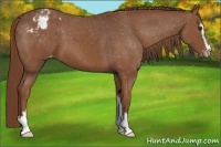 Horse Color:Chestnut Sabino Appaloosa 