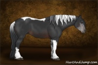 Horse Color:Brown Sabino Tobiano 