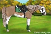 Horse Color:Palomino Splash 