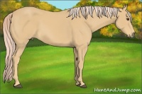 Horse Color:Palomino 