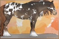 Horse Color:White Spotted Liver Chestnut Sabino Blanket 