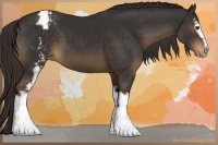 Horse Color:White Spotted Liver Chestnut Sabino Varnish